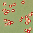 點(diǎn)擊查看 SC-B2型多功能魚(yú)卵貝苗自動(dòng)計(jì)數(shù)儀 詳細(xì)